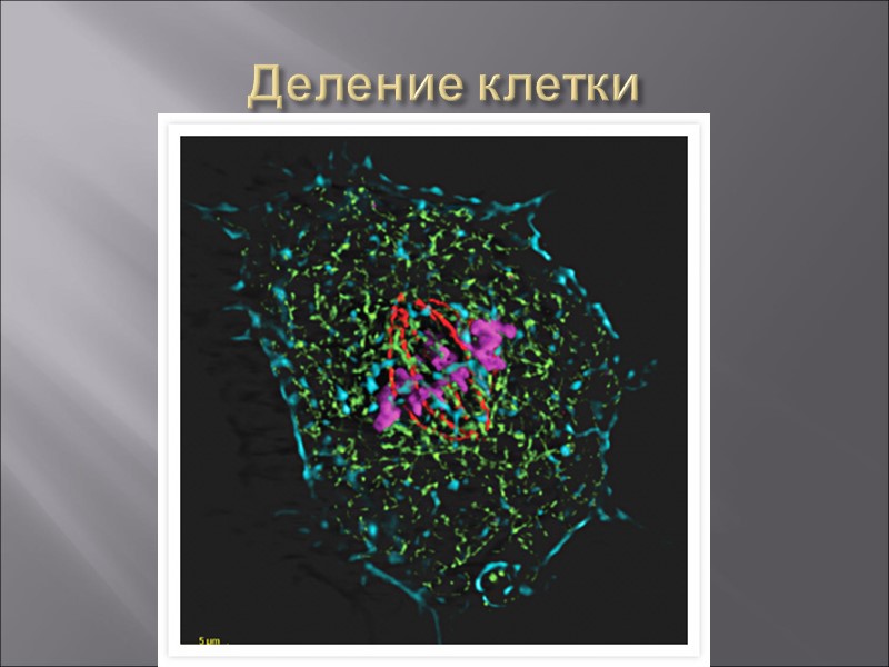 Деление клетки